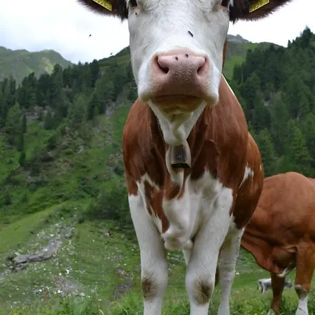 Zachhof Apartament *