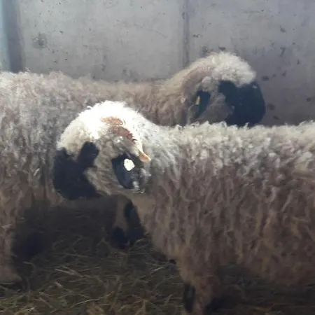 Appartamento Zachhof *